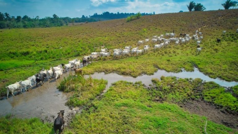 Программа JBS упорядочивает 8000 ферм в стране