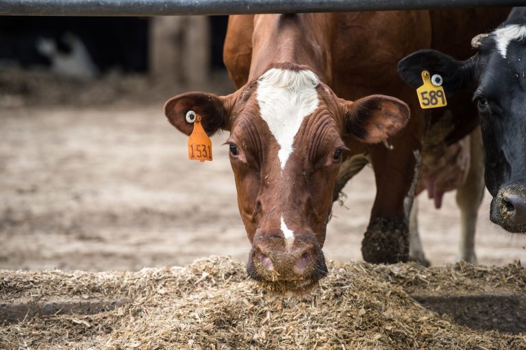 В Техасе подтвержден первый случай птичьего гриппа у человека после заражения крупного рогатого скота — вот что нужно знать