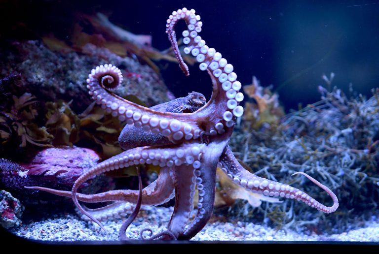 В семье случайно оказалось 50 детенышей осьминогов после того, как их питомец, предположительно самец, отложил десятки яиц