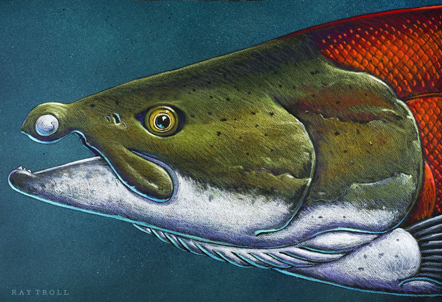 У этих огромных вымерших лососей были острые зубы, похожие на клыки бородавочника