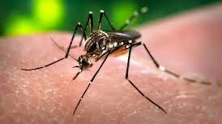 Aedes aegypti é mosquito responsável pela transmissão da dengue
