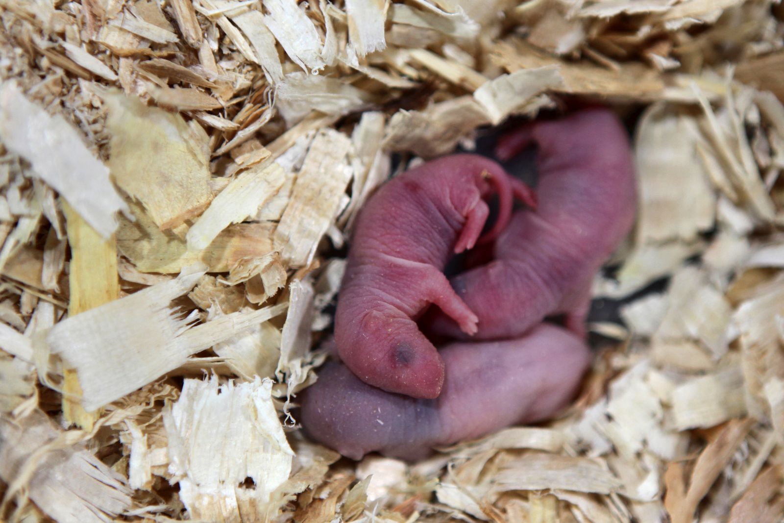 Исследователи вывели мышей с гибридным мозгом, содержащим клетки крыс