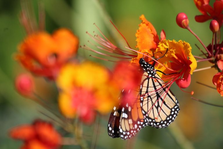 Утрата биоразнообразия увеличивает риск вспышек заболеваний, предполагает анализ