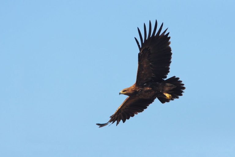 Находящиеся под угрозой орлы меняют свои миграционные маршруты, чтобы избежать войны на Украине