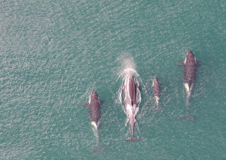 Между погружениями косатки делают только один вдох