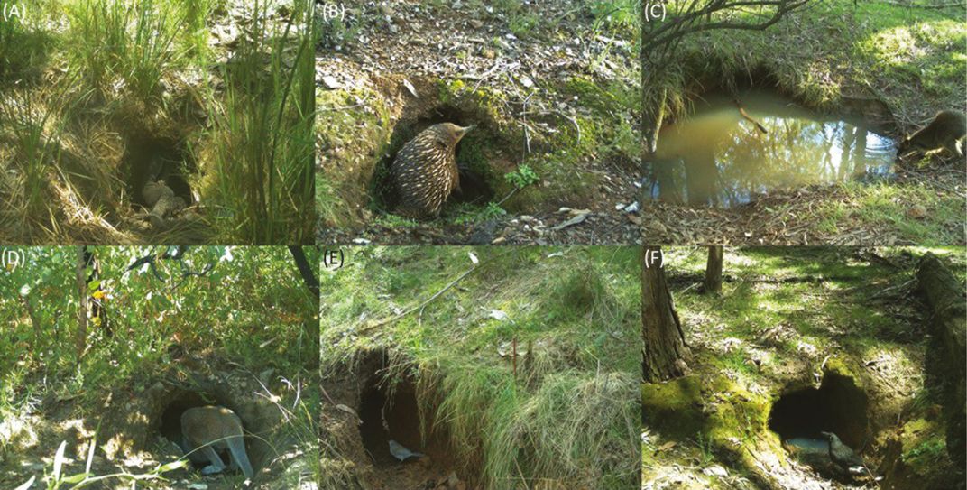 Шесть кадров изображений, на которых показаны разные животные, взаимодействующие с норой вомбата.