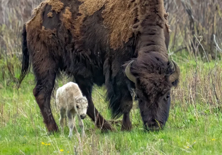 Редкий теленок белого бизона родился в Йеллоустонском национальном парке