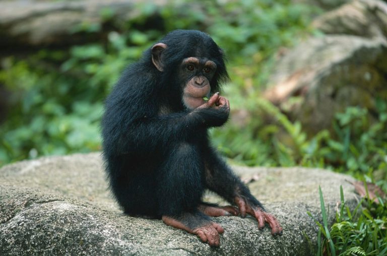 Шимпанзе могут заниматься самолечением растениями, используя лес как аптеку
