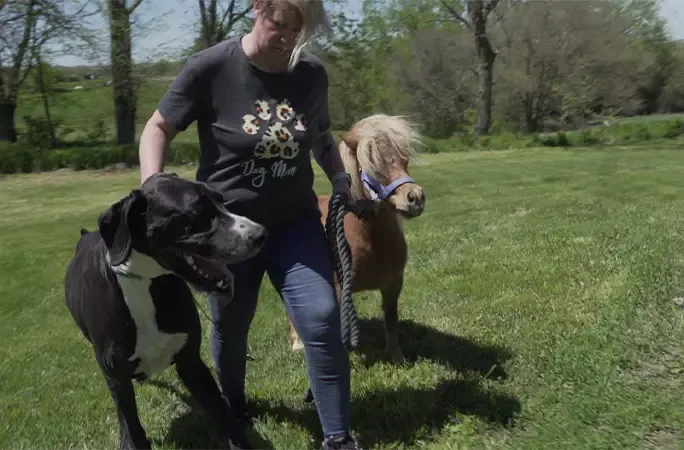 Кевин и лошадь