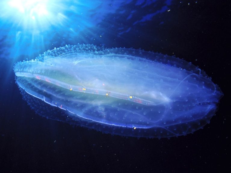 Как глубоководные гребневики сохраняют свою форму под давлением