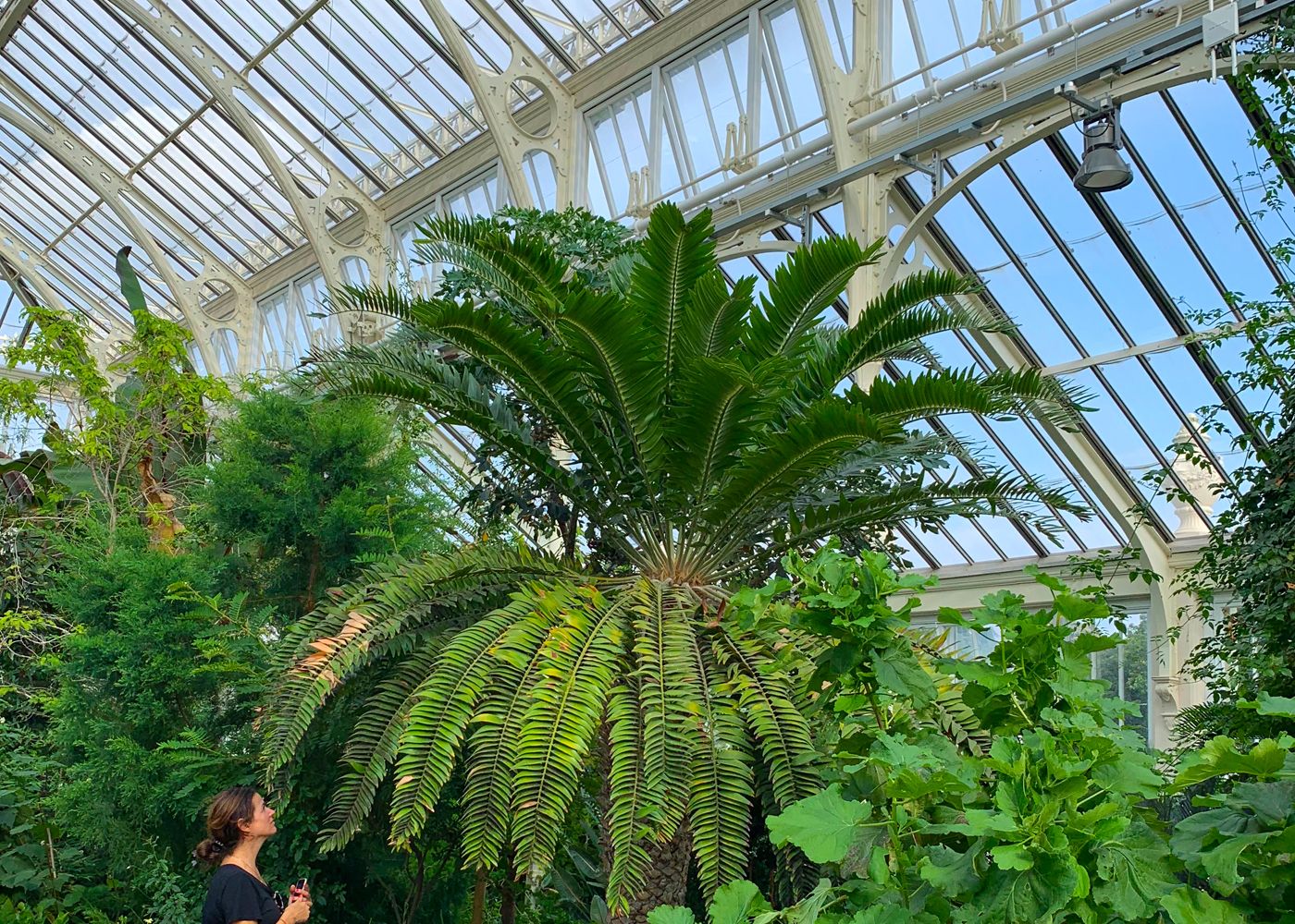 «Самое одинокое растение в мире» вскоре сможет найти себе пару с небольшой помощью ИИ