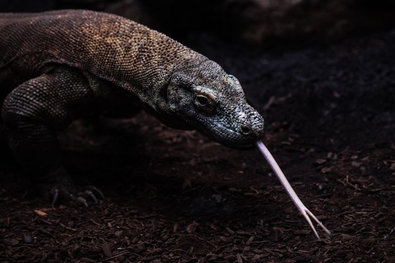 Исследование показало, что у драконов Комодо зубы покрыты железом