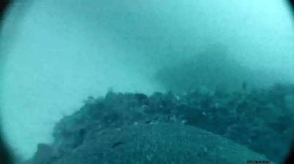 Ученые заручились помощью морских львов, чтобы открыть уникальный вид на дно океана