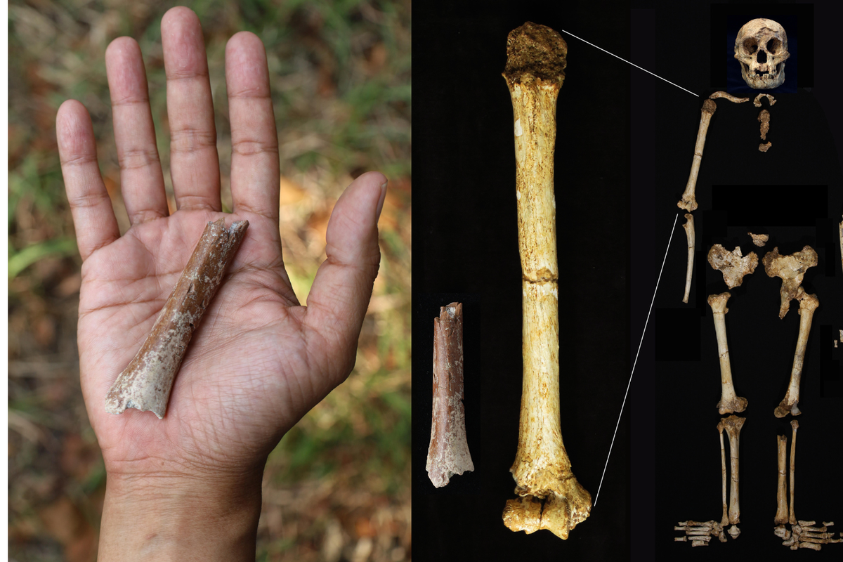 Окаменелости проливают новый свет на маленьких «хоббитоподобных» людей, которые жили на отдаленном острове