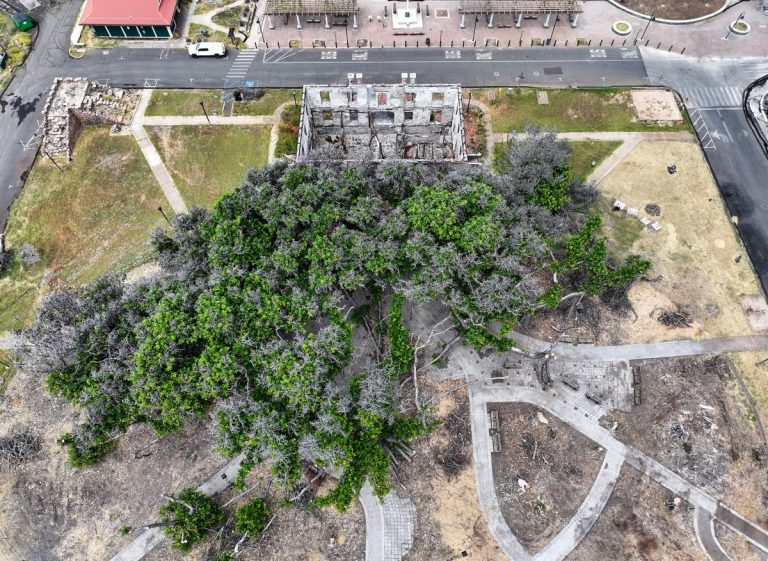 Спустя год после разрушительного пожара 151-летнее баньяновое дерево в Лахайне восстанавливается