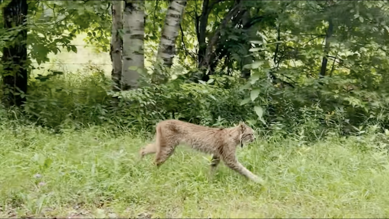 Редкая исчезающая рысь обнаружена в Вермонте впервые с 2018 года