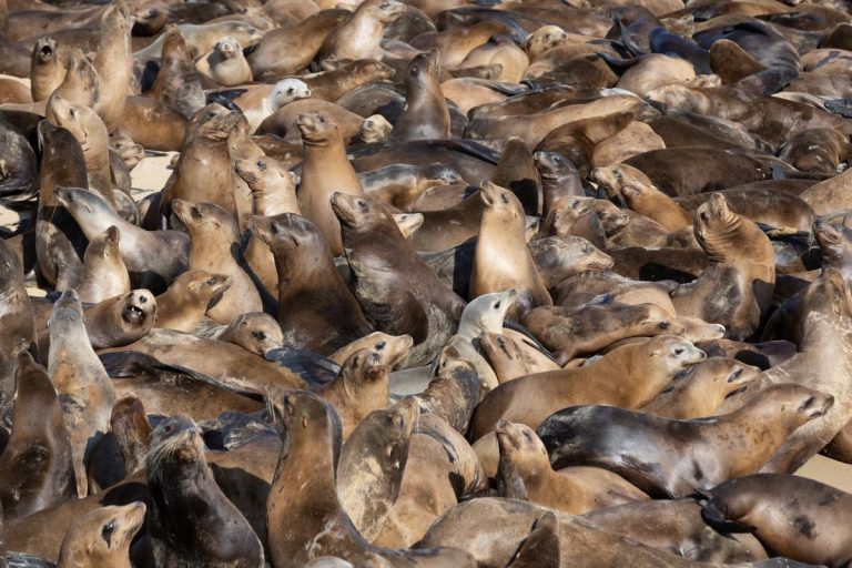 Посмотрите, как сотни морских львов захватили популярный пляж в Калифорнии