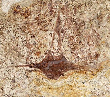 В ходе строительного проекта под средней школой Лос-Анджелеса были обнаружены миллионы окаменелостей