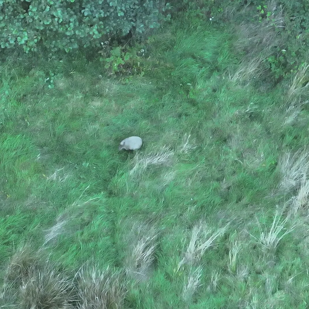 Изображение капибары, Cinnamon, полученное с помощью дрона