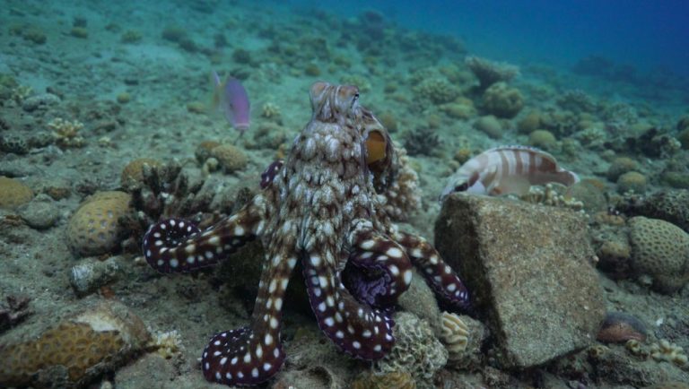 Посмотрите, как осьминоги объединяются с рыбой для охоты и бьют тех, кто не вносит свой вклад