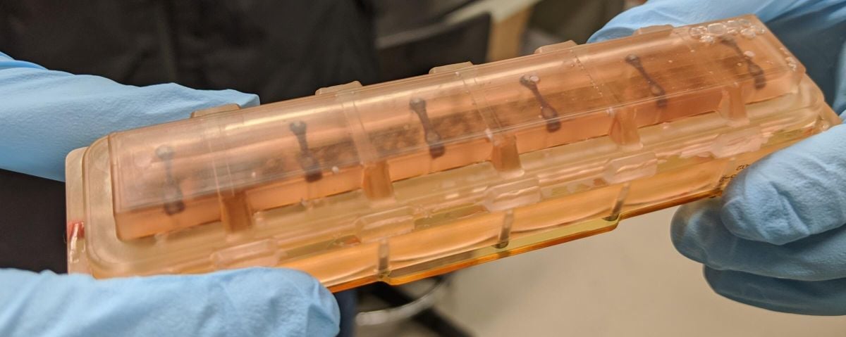 Исследование показало, что сердечная ткань демонстрирует признаки старения всего за месяц пребывания в космосе