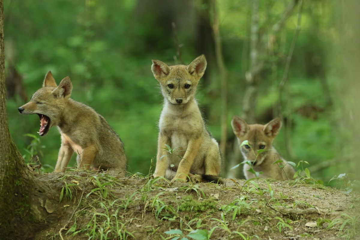 У койотов могут быть «щенячьи глаза», предполагая, что выражение лица эволюционировало не только ради привлекательности