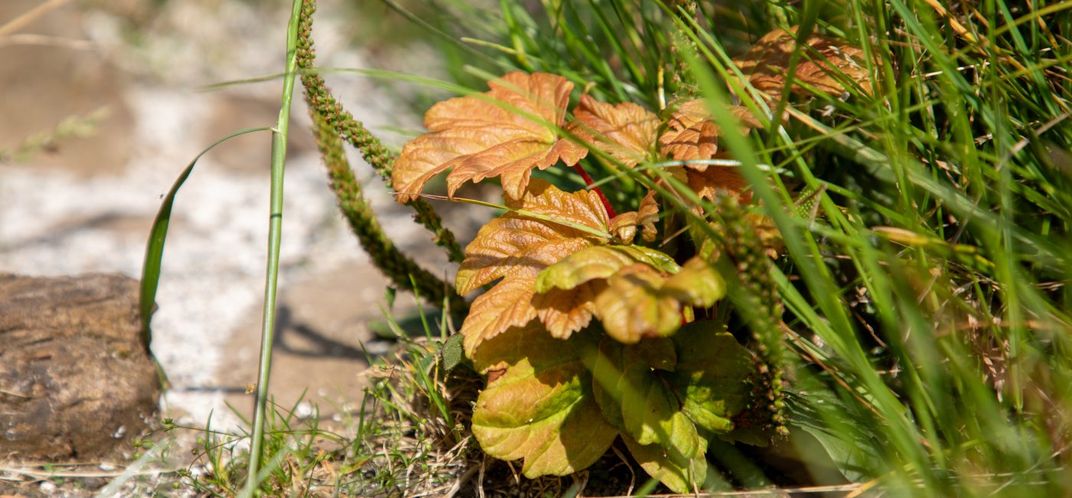 Побеги платана Gap