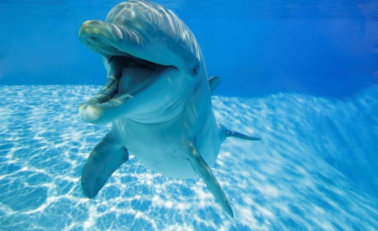 Исследование показало, что дельфины-афалины «улыбаются» друг другу во время игр