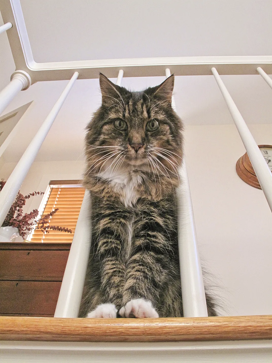 Кот мейн-кун наклоняется сквозь вертикальные планки перил