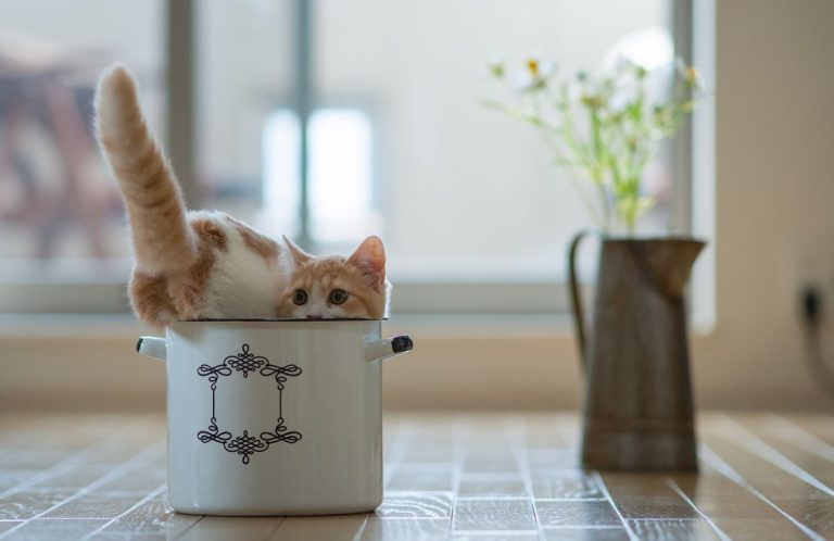 Кошки могут осознавать размер своего тела, предполагает исследование их знаменитого «жидкого» поведения