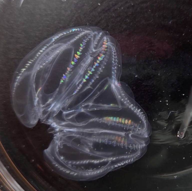 Эти морские существа, похожие на Франкенштейна, действительно могут соединять свои тела вместе