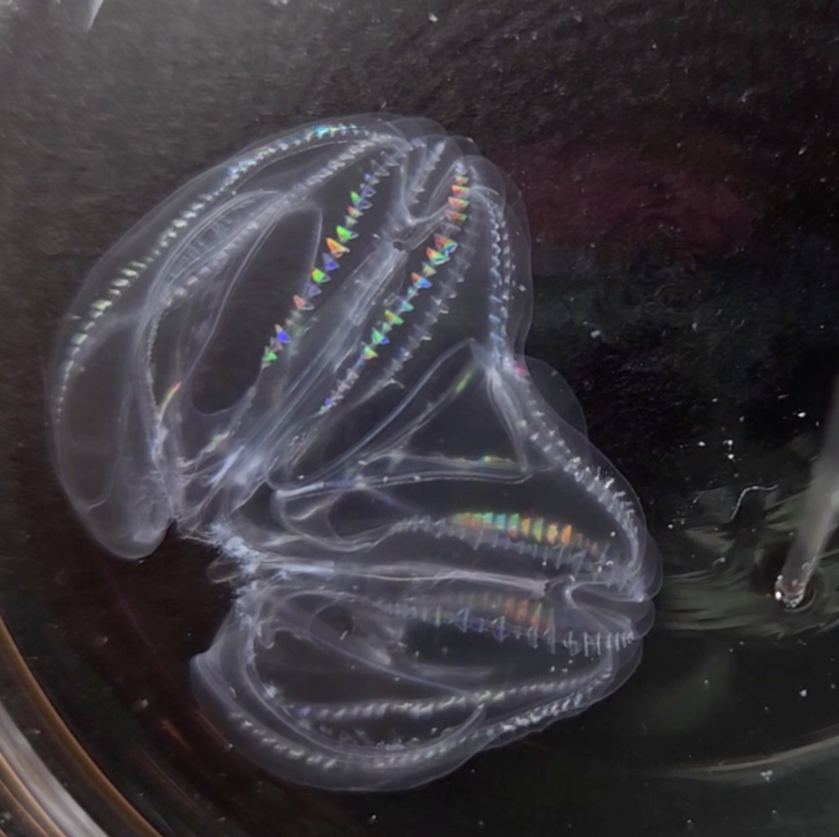 Эти морские существа, похожие на Франкенштейна, действительно могут соединять свои тела вместе