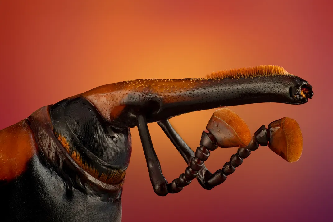 Насекомое с длинной мордой