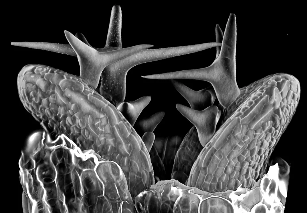 Черно-белое фото острых предметов.