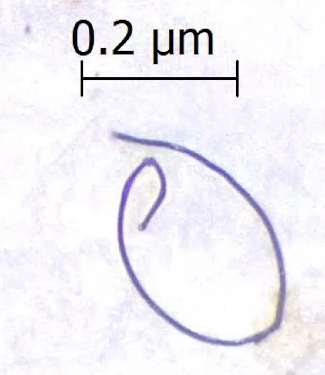 микропластик