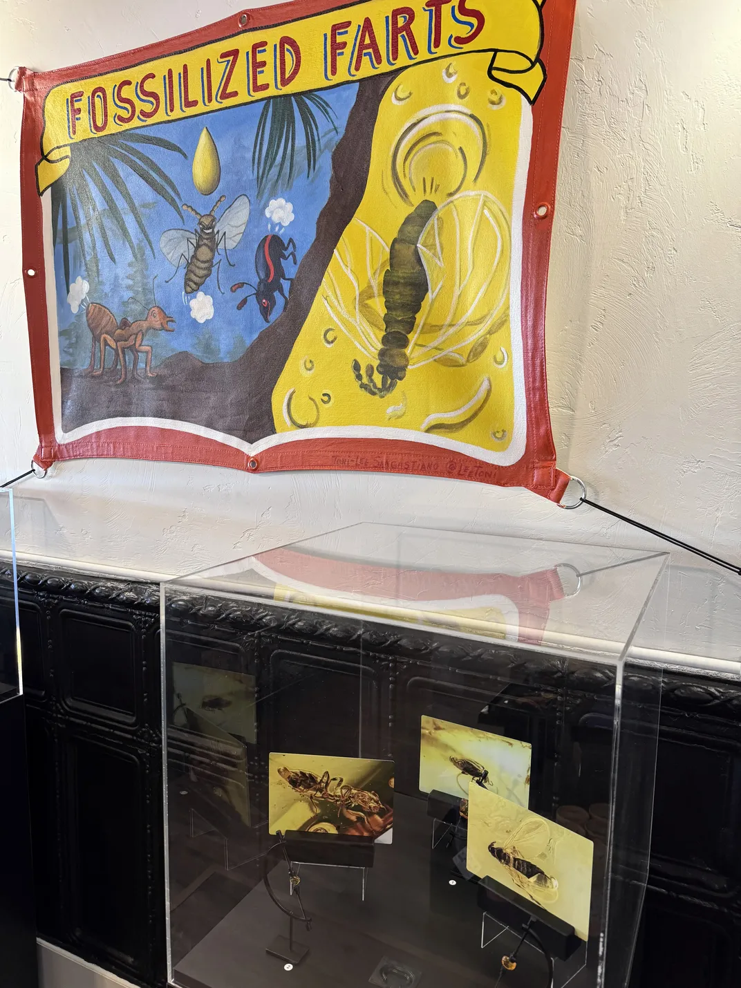 Табличка с надписью «Окаменелые пердежи» над музейным шкафом