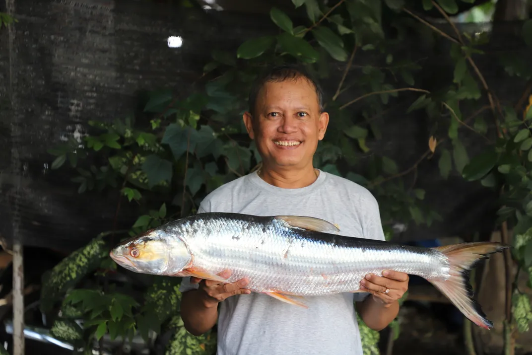 Мужчина держит гигантского лососевого карпа