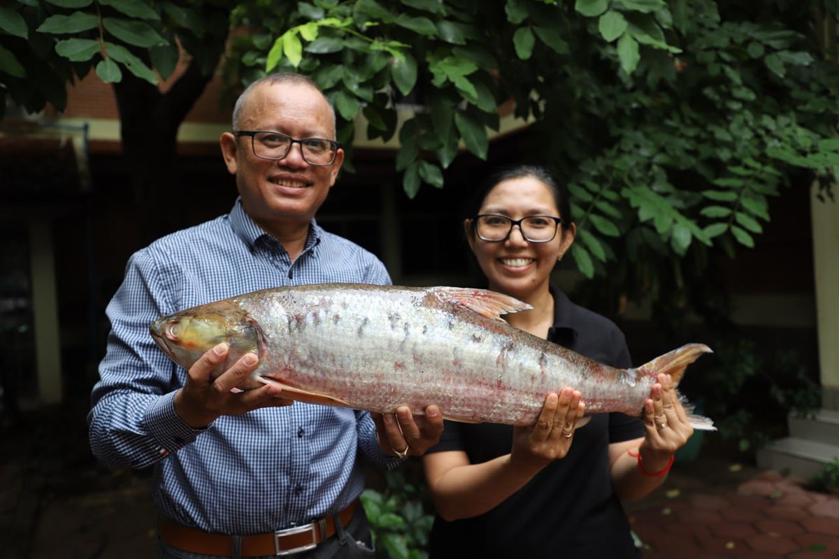 Массивная, загадочная рыба-призрак, которую боялись вымерть почти 20 лет, была заново открыта в Камбодже