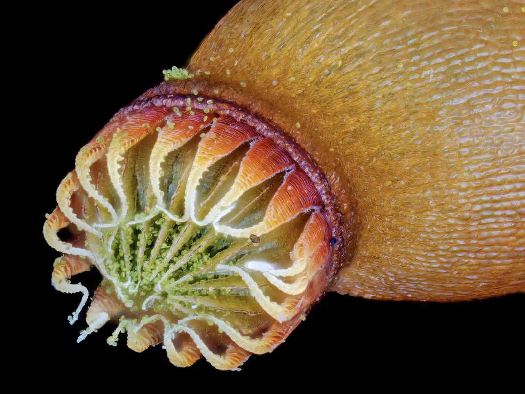 Крупный план растения мха, производящего споры