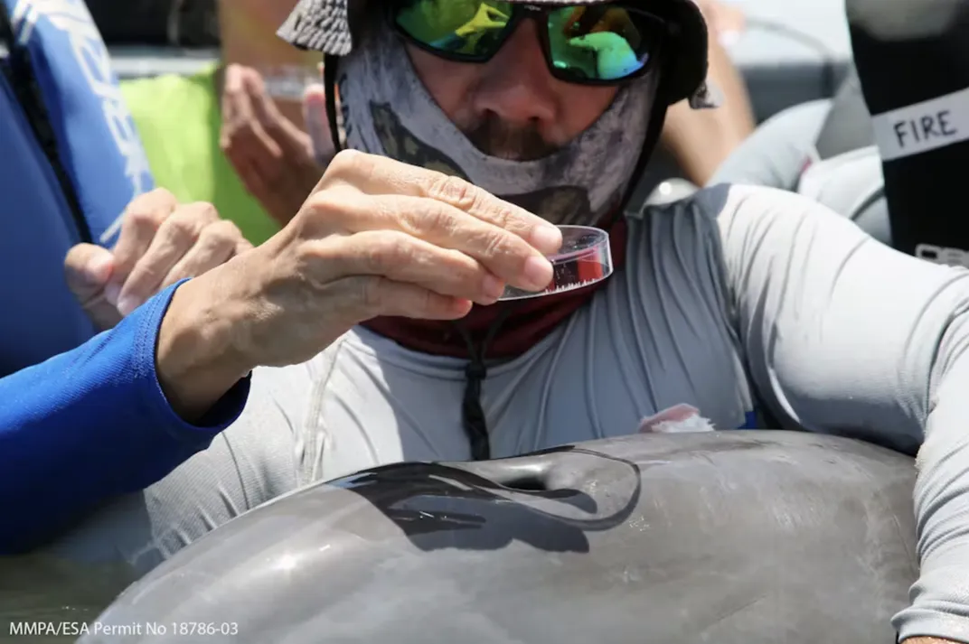 Выдыхаемый воздух собирается у дельфина.