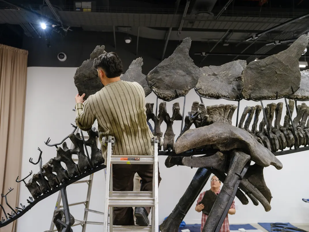 человек собирает пластины на скелете динозавра