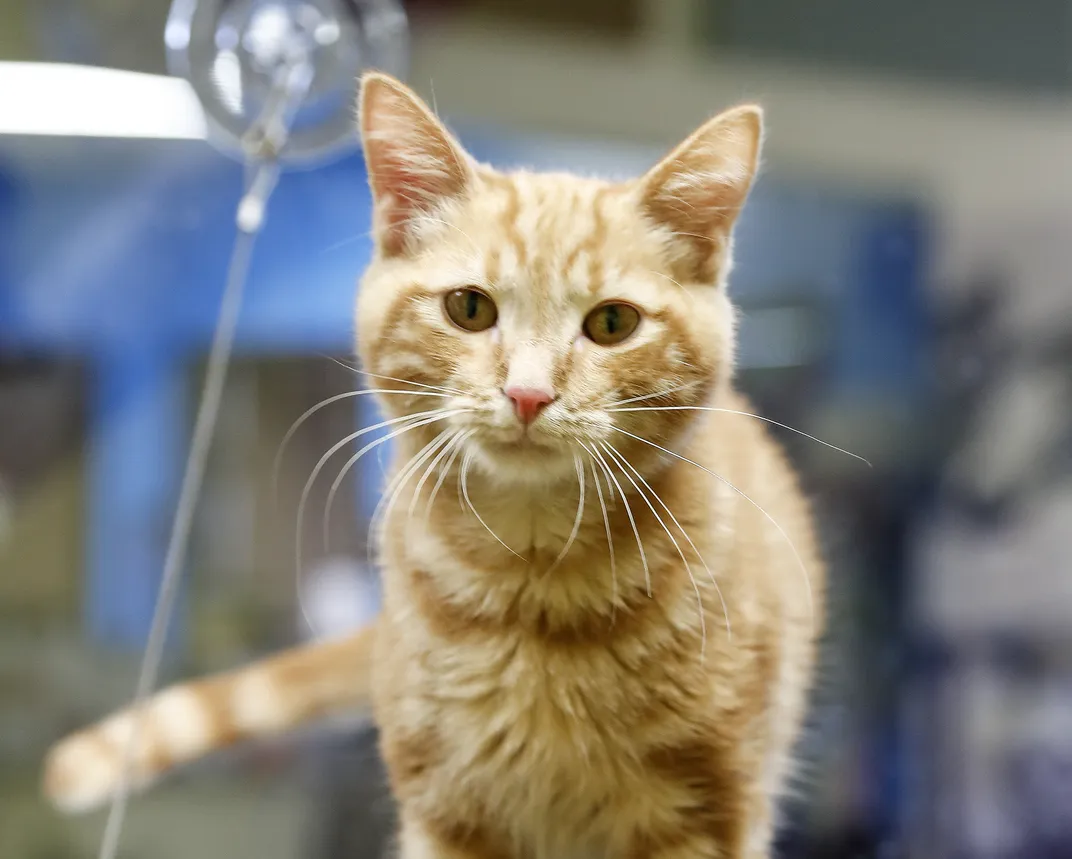 оранжевый кот смотрит в камеру