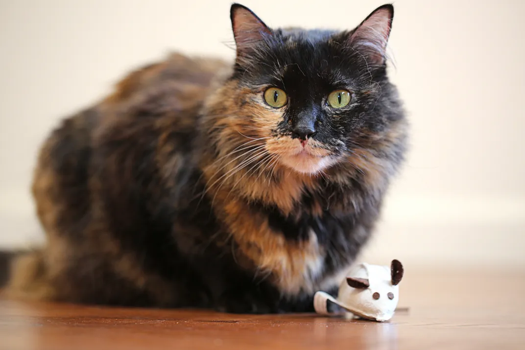 черепаховый кот сидит перед игрушечной мышкой