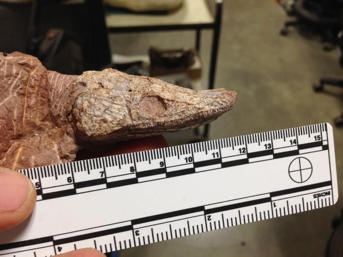 Палеонтолог расколол камень и обнаружил доисторическую амфибию с умной стратегией выживания