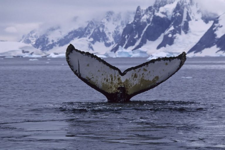 Горбатый кит совершил рекордную миграцию на расстояние 8000 миль через три океана, но причина до сих пор остается загадкой