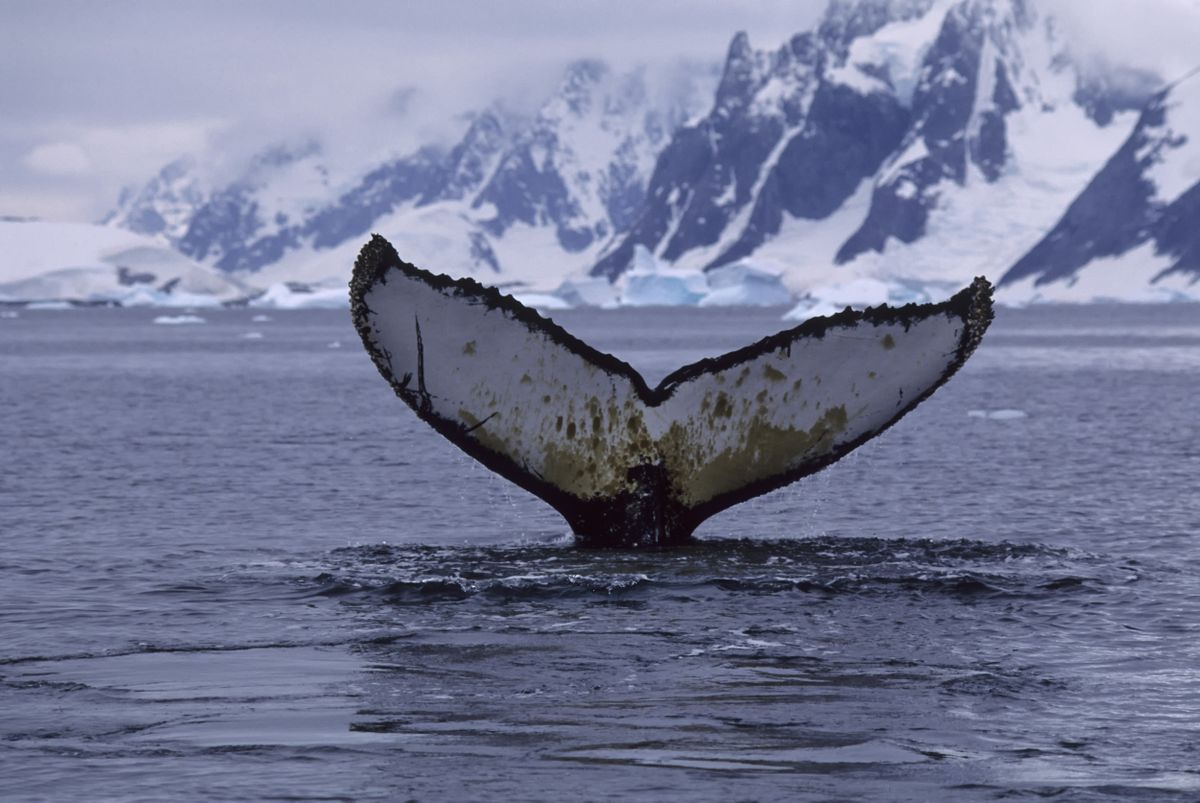 Горбатый кит совершил рекордную миграцию на расстояние 8000 миль через три океана, но причина до сих пор остается загадкой