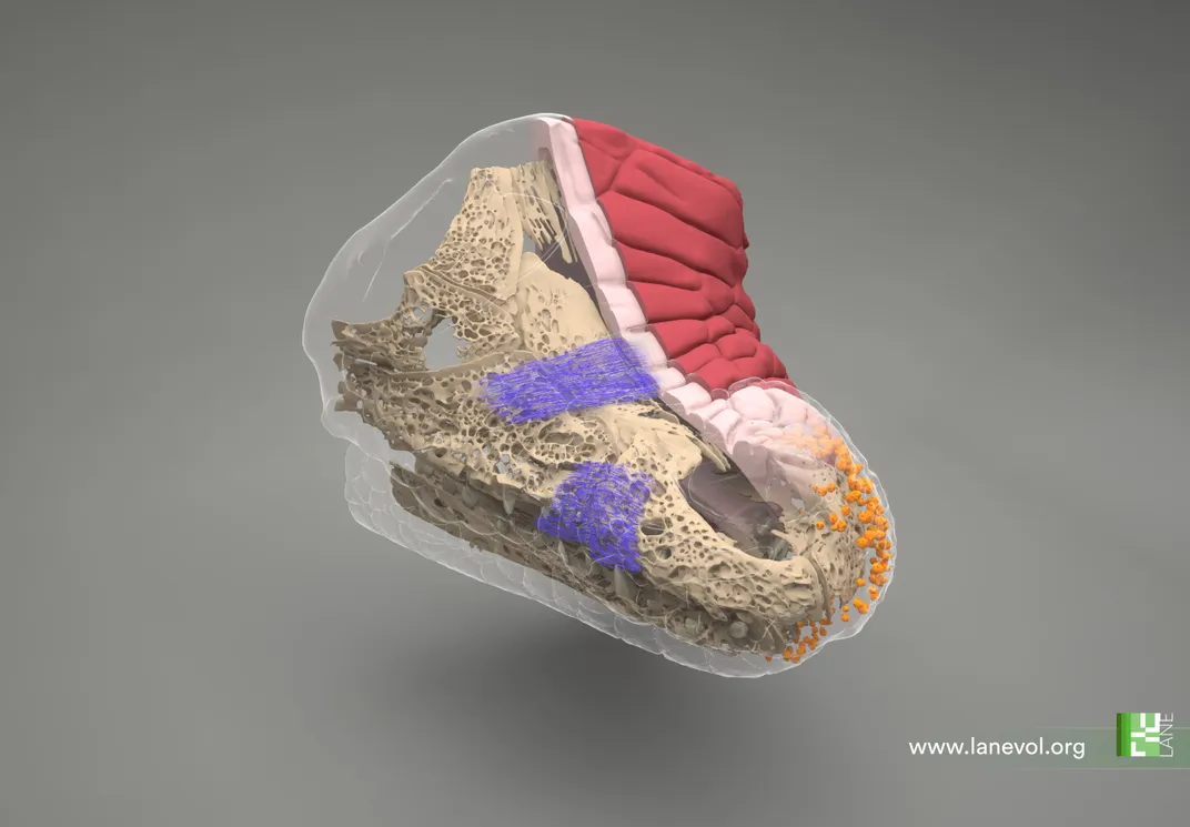 Светлолистная флуоресцентная микроскопия головы крокодила