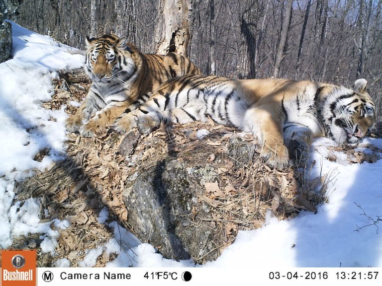 Два осиротевших сибирских тигра воссоединились как друзья после 120-мильного перехода по дикой природе России