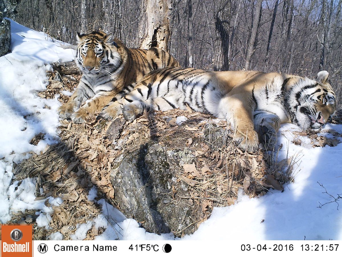 Два осиротевших сибирских тигра воссоединились как друзья после 120-мильного перехода по дикой природе России