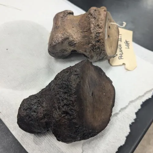 Мастодонтный палец